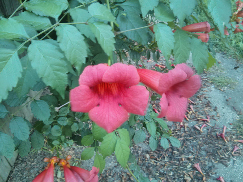 Focus: Whimsical Flowers