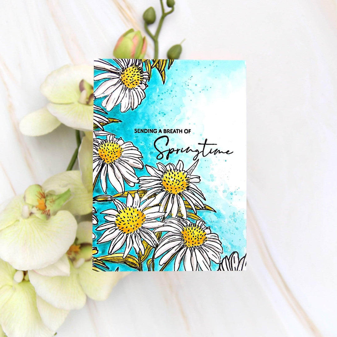 Photocentric Clear Stamps Paint-A-Flower: White Swan Echinacea Outline Stamp Set